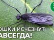 Как избавиться от мух в земле комнатных растений - эффективные методы борьбы